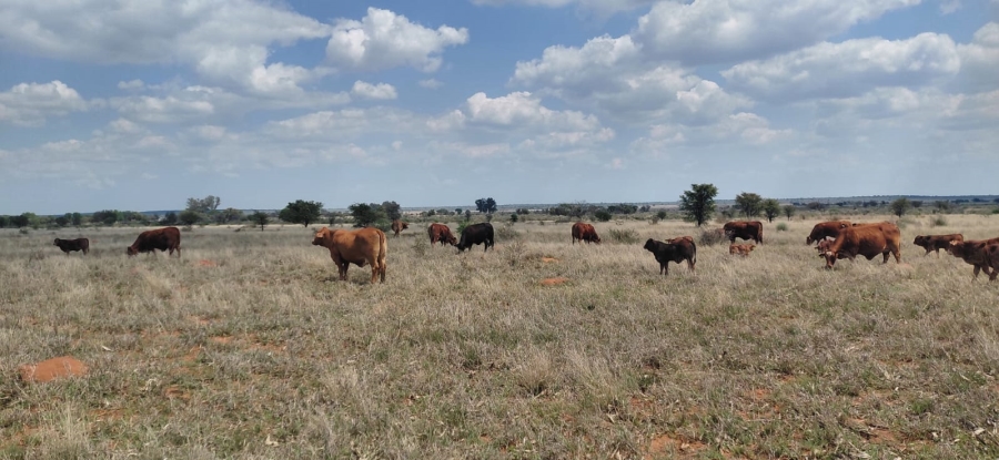 Commercial Property for Sale in Schweizer Reneke North West
